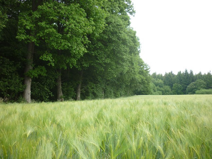 Getreidefelder am Waldrand